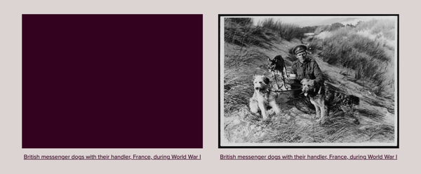 Screenshot of two images side-by-side. On the left, the area where the image should be is a large purple region. On the right, the image has loaded and there's a black-and-white of a man on a windswept mountain with several dogs.